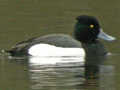 Tufted Duck x Greater Scaup hybrid